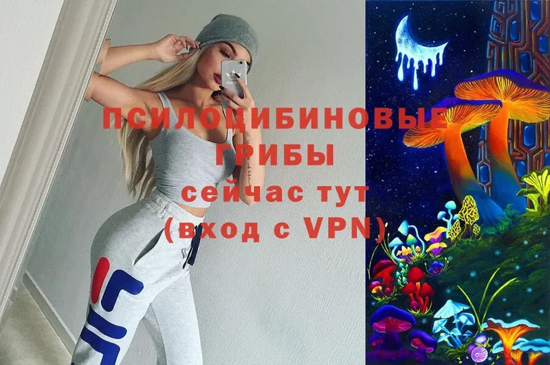 где продают   Собинка  Псилоцибиновые грибы Psilocybe 